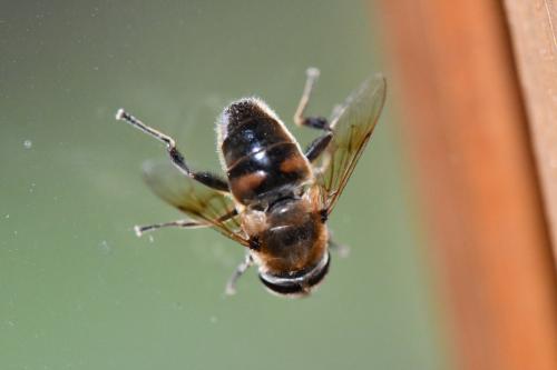 Eristalis tenax